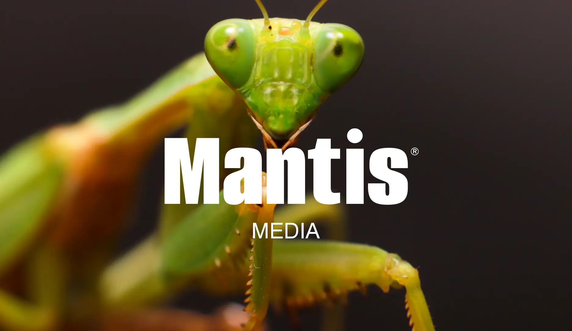mantis
